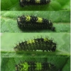 iph podalirius larva1 volg2